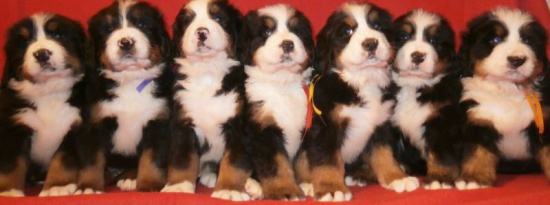 Bernese Mountain Dog – kennel offers puppies with pedigree